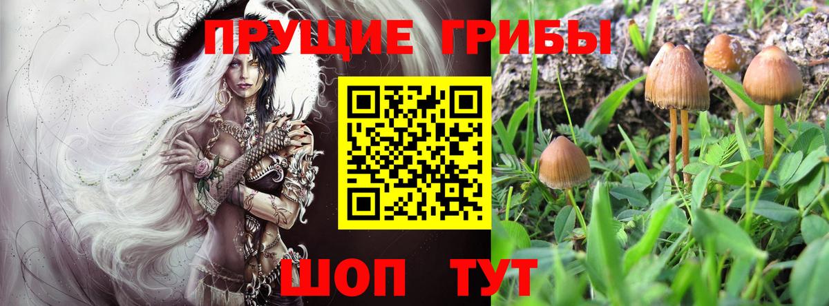 Брянск  Галлюциногенные грибы MAGIC MUSHROOMS  Вход с VPN 